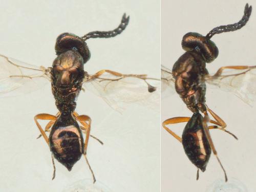 Réf. 221 618 : Miscogaster sp.